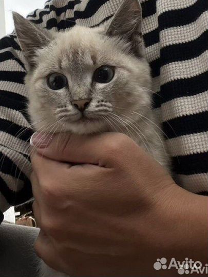 Отдам даром котенка девочку