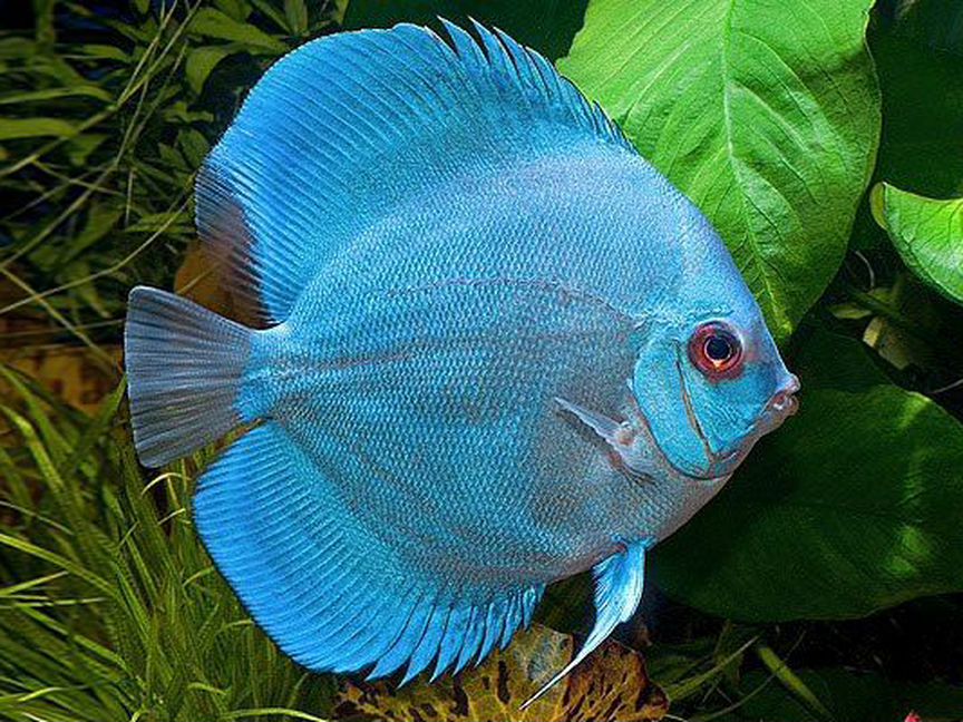 Дискус Голубой Алмаз (Blue Diamond Discus)