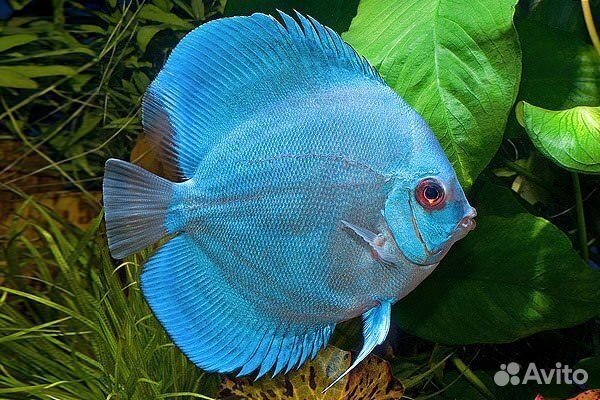 Дискус Голубой Алмаз (Blue Diamond Discus)