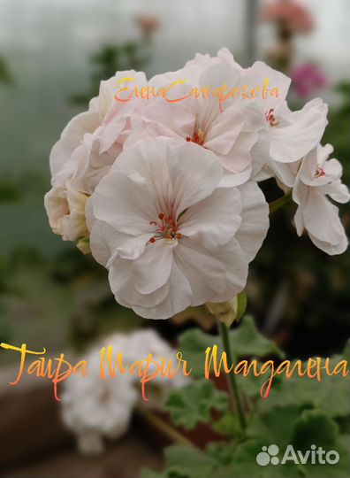 Пеларгония зональная