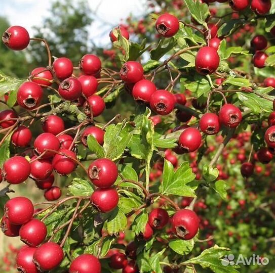 Саженцы Боярышник