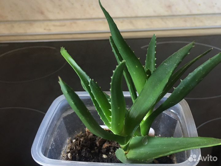 Кливия желтая, оранжевая; Гибискус красн