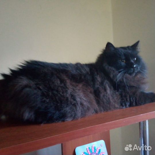 Котик ищет дом