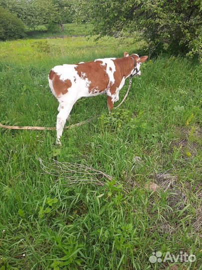 Теленок (телочка)