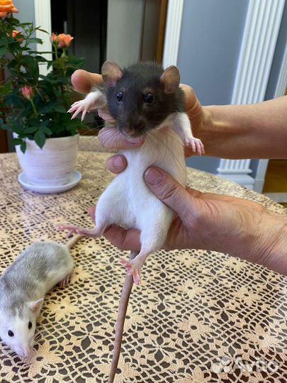 Декоративная крыса с клеткой