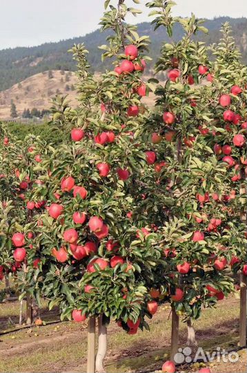 Саженцы яблони сорт Ambrosia(Амброзия)