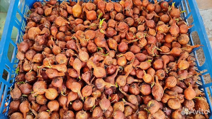 Лук севок на зелень