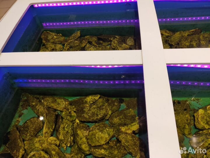 Бизнес по продаже живых устриц