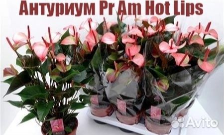 Антуриум Принцесса Амалия Хот Липс