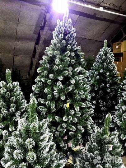 Ель с белыми кончиками