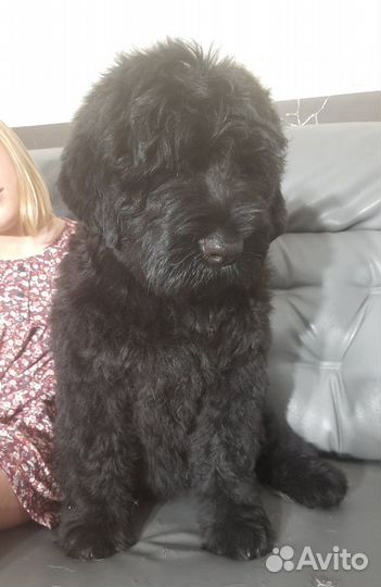 Щенки Русского Черного терьера