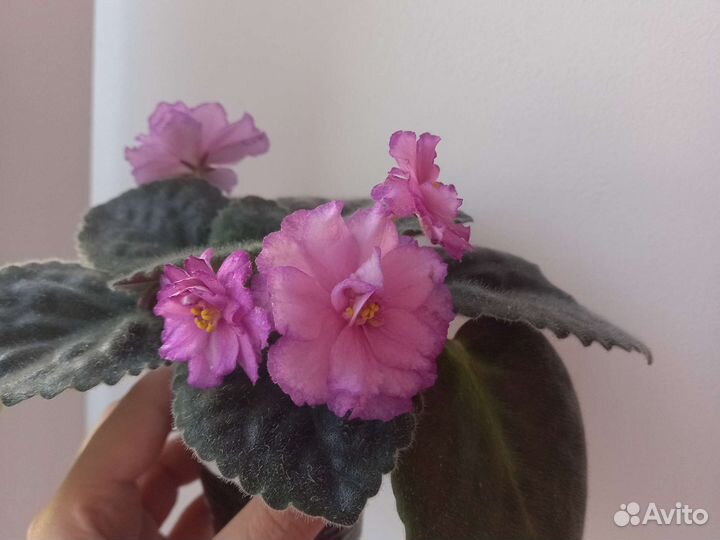 Фиалки комнатные