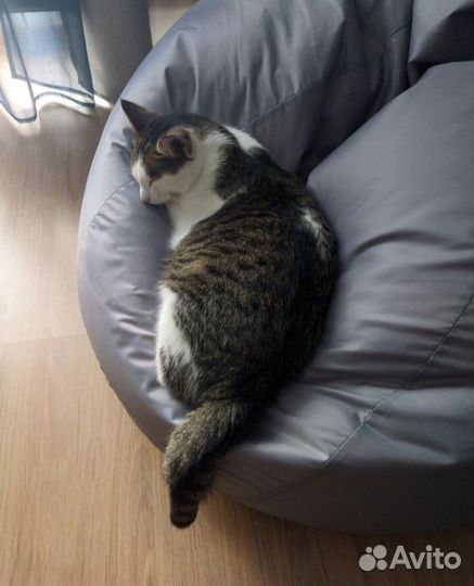 Ласковый кот