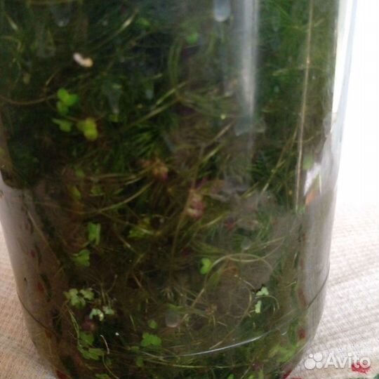 Аквариумное растение елочка