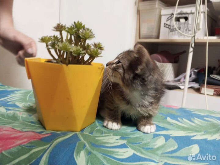 Красивый малыш ищет дом