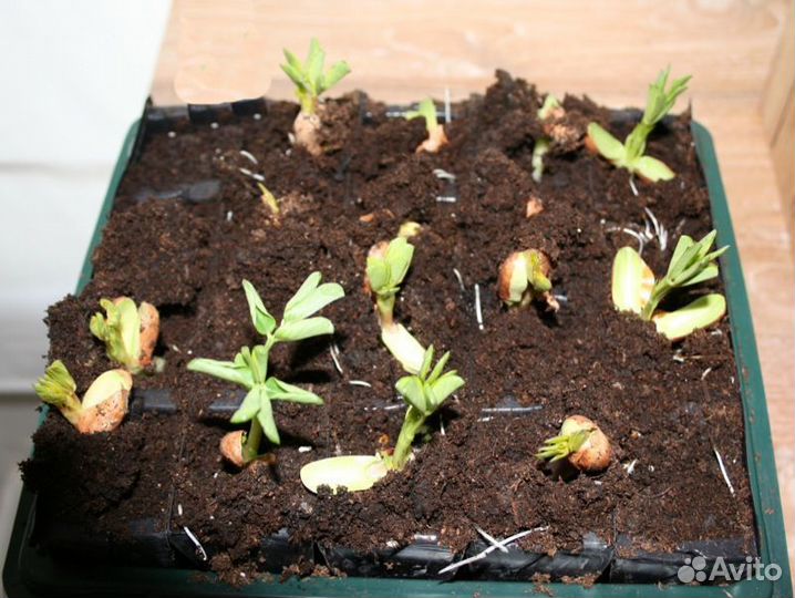 Семена для микрозелени