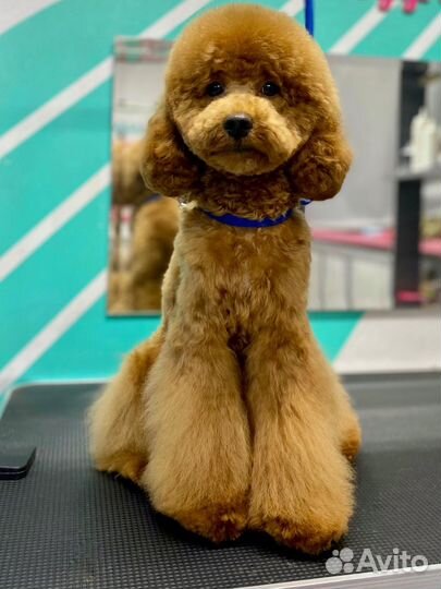 Стрижка собак и кошек, чистка зубов ультразвук