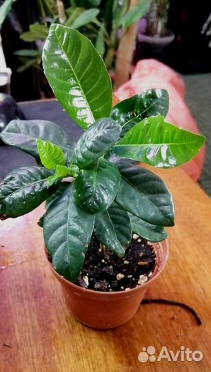 Гардения жасминовидная