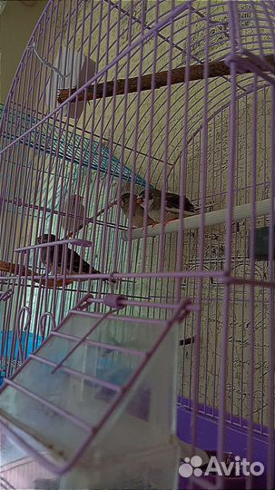 Клетка с птичками