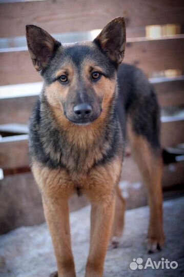 Собака в добрые руки отдам бесплатно