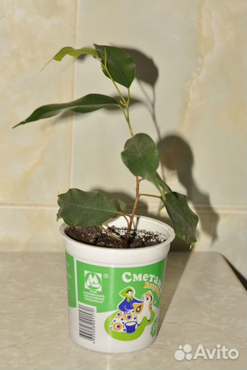 Фикус бенджамина