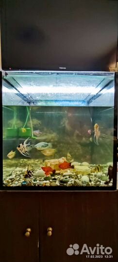 Аквариум