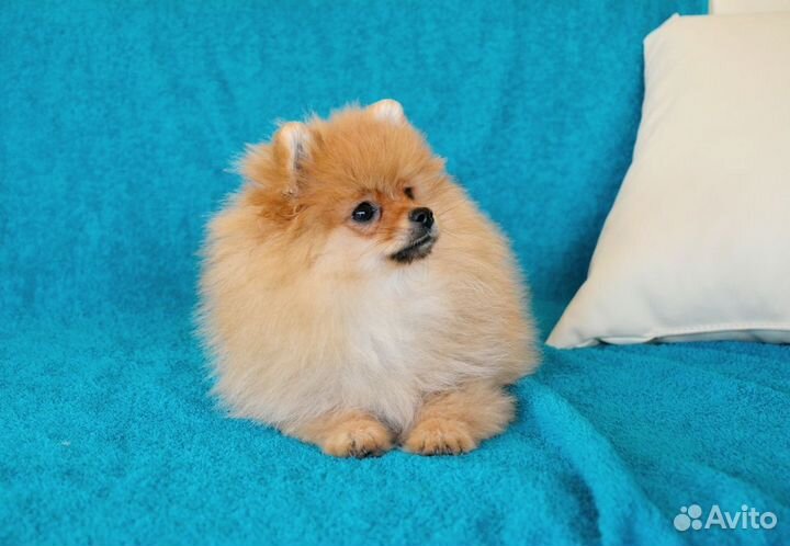 Пушистая лисичка