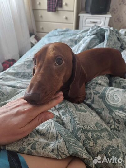 Кобель таксы для вязки