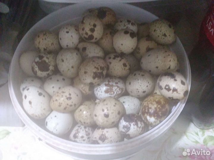 Яйца перепелиные столовые