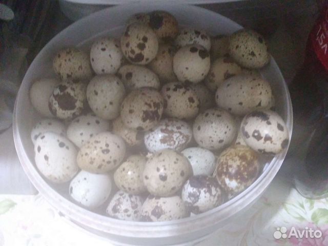 Яйца перепелиные столовые