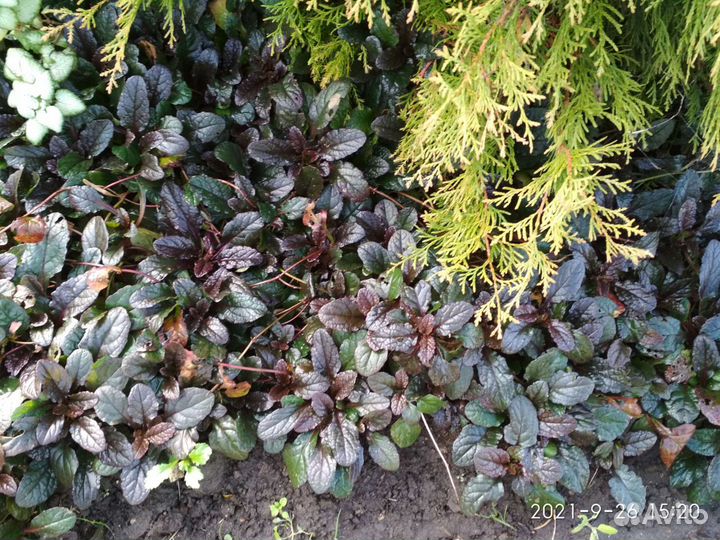 1.Ирисы,почвопокровные,подснежники,крокус, мускари