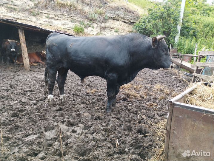 Бык на мясо в 333- подойдёт на любое мероприятие