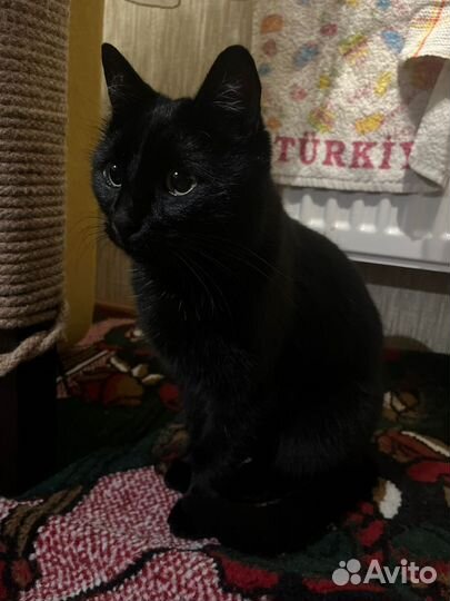 Котодевочка Багира