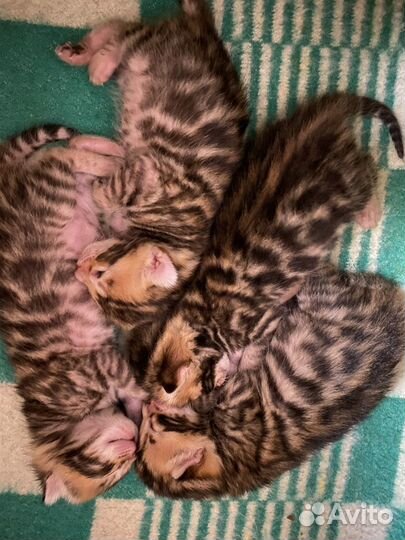 Бенгальская