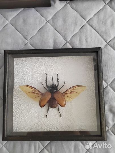Бабочки и насекомые в рамках