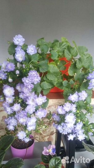 Компанула (невеста)