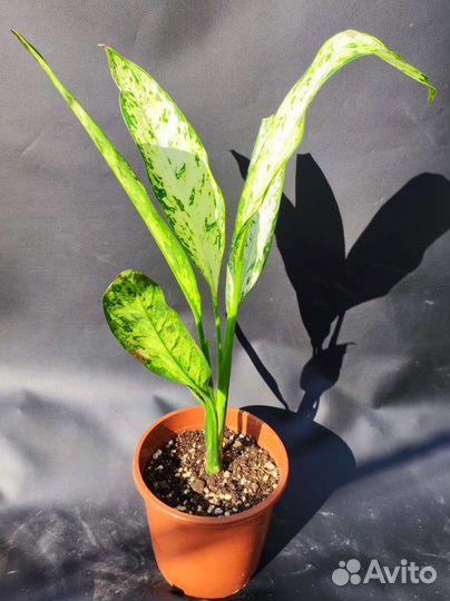Диффенбахия Везувий - Dieffenbachia Vesuvius