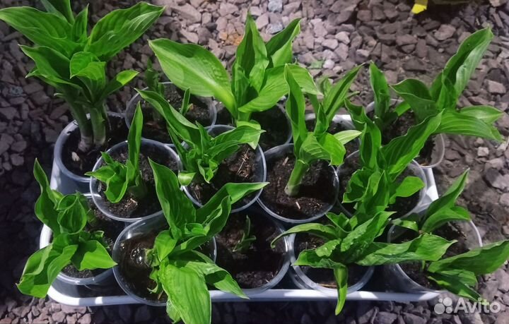 Продам хосты. Возможна доставка по г. Красноярску