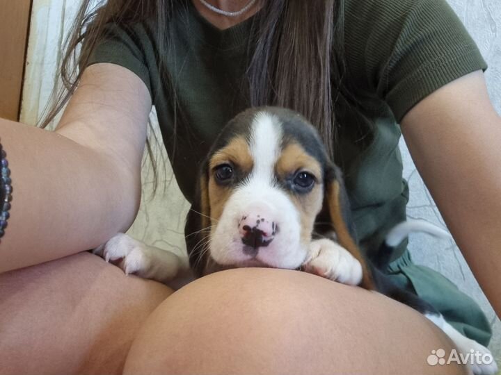 Бигль щенки