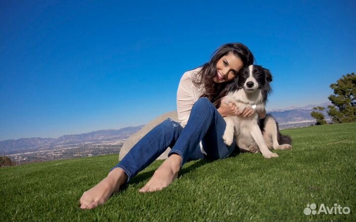 Гостиница для собак. Передержка. Дрессировка