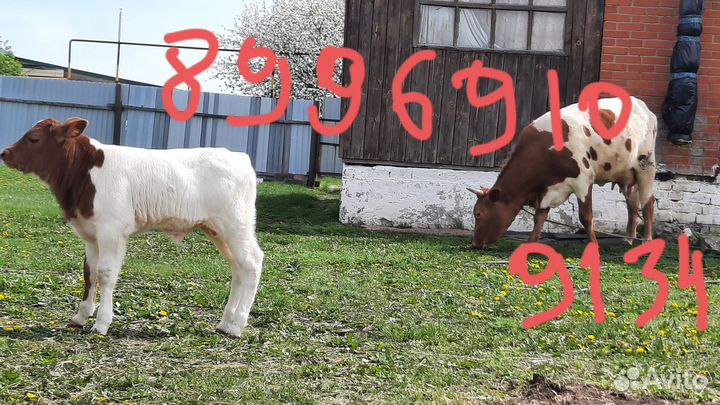 Корова дойная с телёнком телёнка бычок