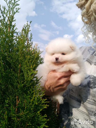 Померанский шпиц