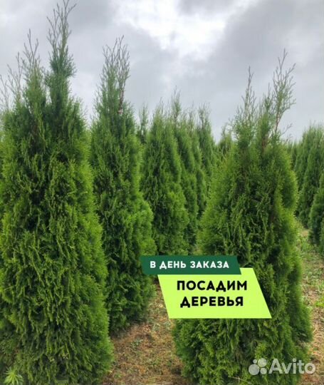 Смарагд,Колумна,Брабан в ассортименте