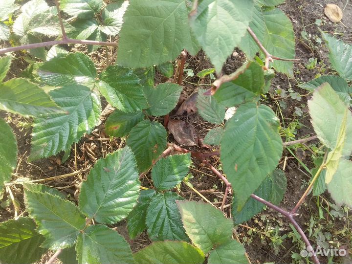 Ежевика без шипов