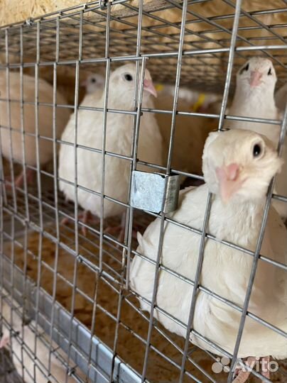 Перепелки несушки