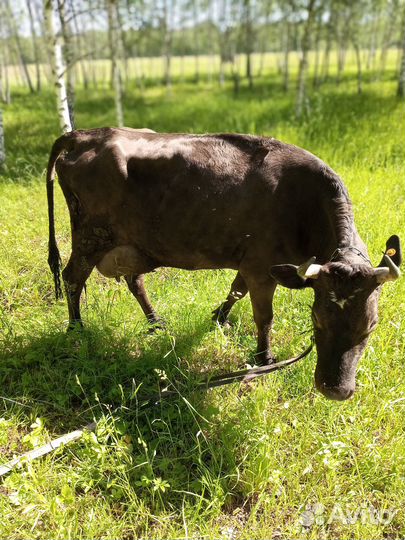 Корова дойная