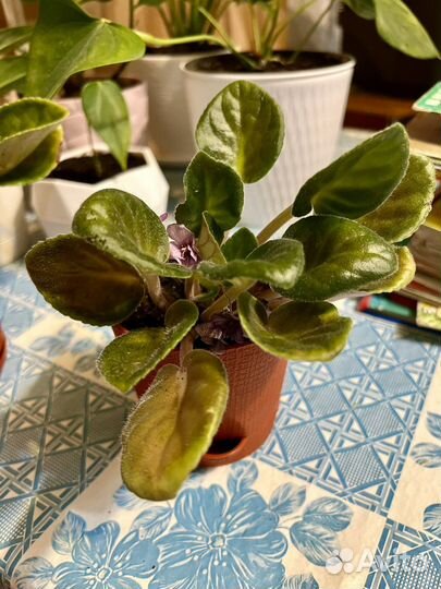 Фиалка фиолетовая