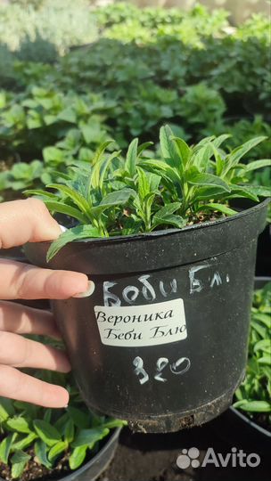 Многолетние садовые растения