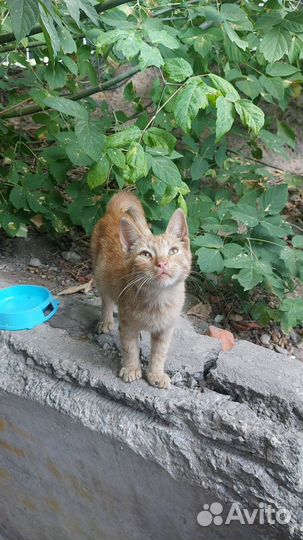Рыжее чудо