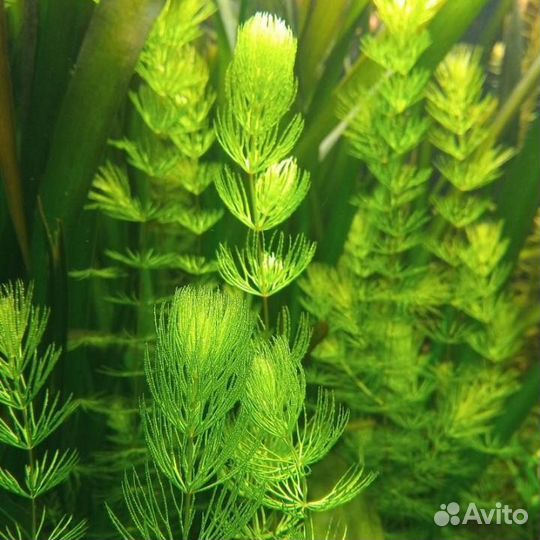 Анцитрусы,Буцефаландра, роголистник